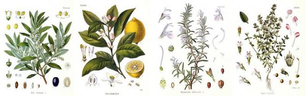 Historische Zeichnungen Kraeuter Zitronen Oliven