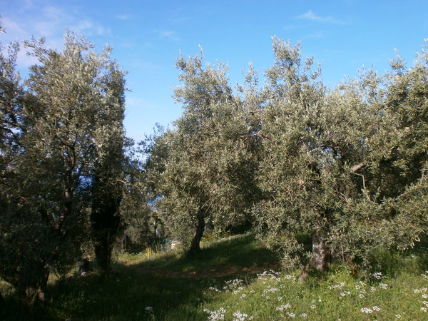 Olivenbaeume Garten blauer Himmel