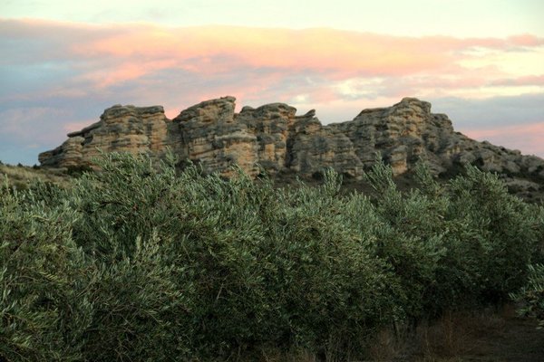 NEUE ERNTE EINGETROFFEN! Natives Olivenöl extra - Castillo de Tudején - Picual - 0,25 l